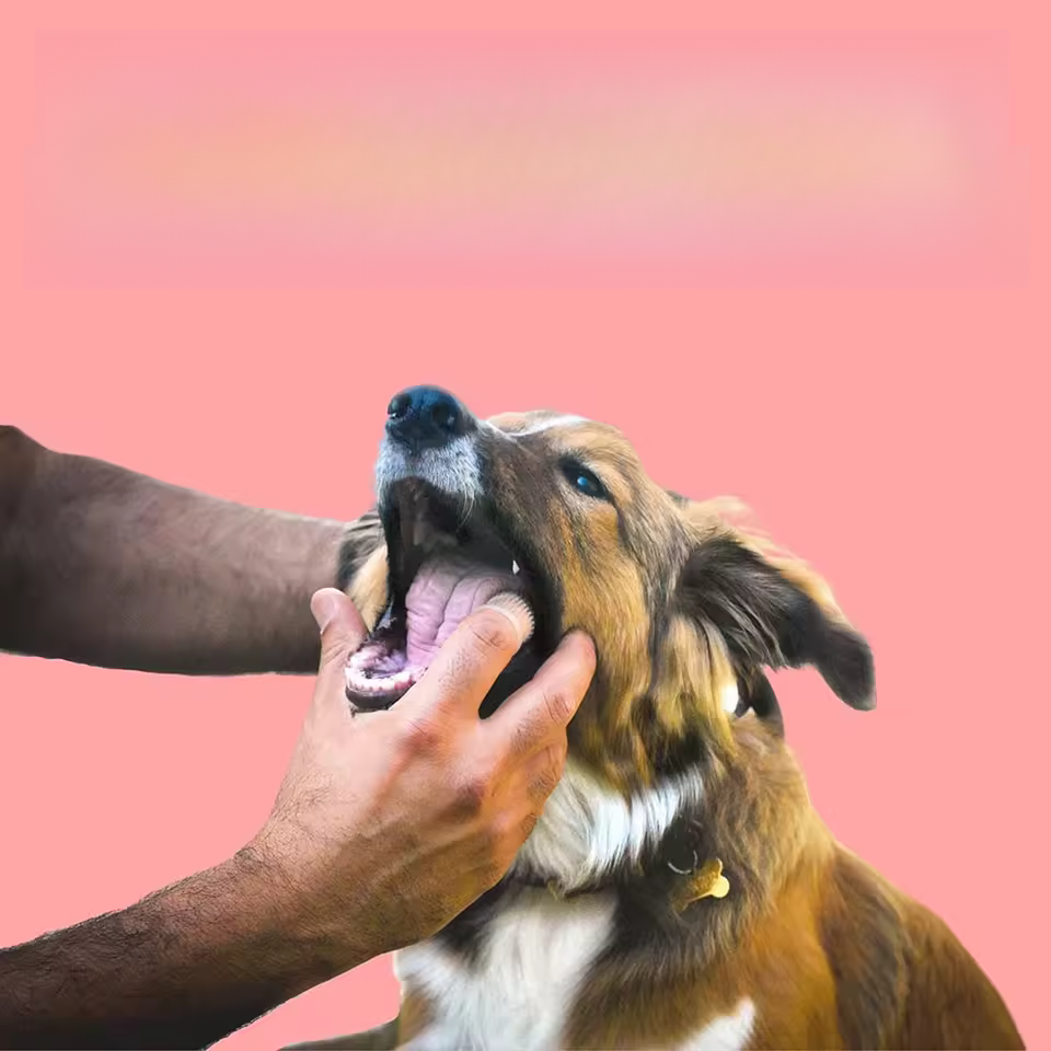 Tandborste för hund
